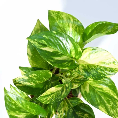 Money Plant Variegated