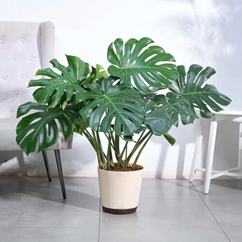 Monstera Deliciosa Plant
