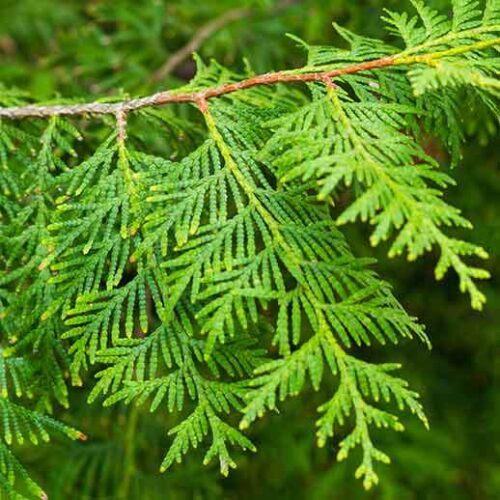 Thuja Plant