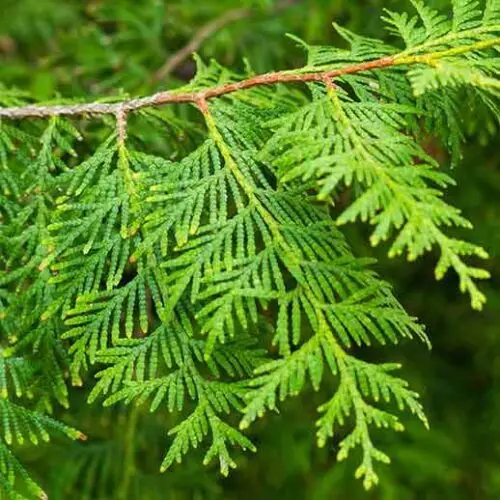Thuja Plant