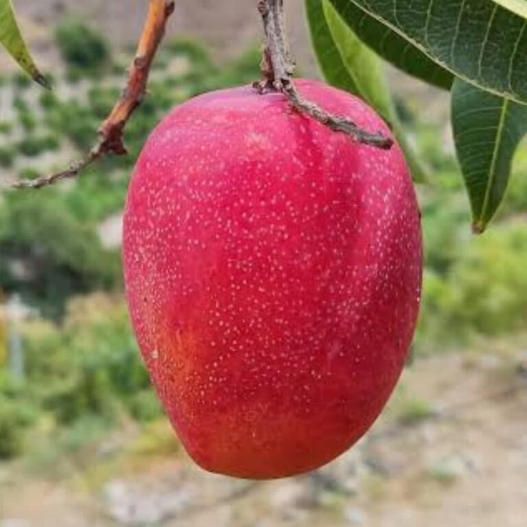 pusa Arunima Grafted Mango Plant