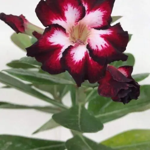 Adenium Dark Brown and White (Grafted) Flower Plant
