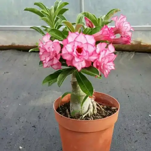 Adenium French Pink (Grafted) Flower Plant