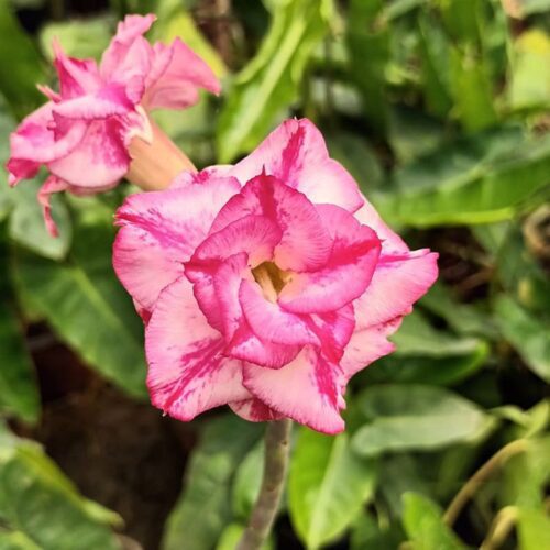 Adenium French Pink (Grafted) Flower Plant