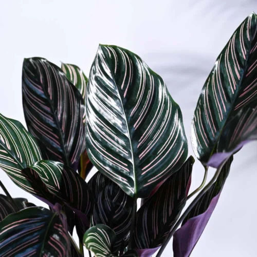 Calathea Sanderiana Plant