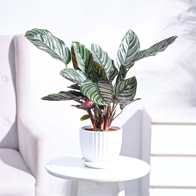 Calathea Sanderiana Plant