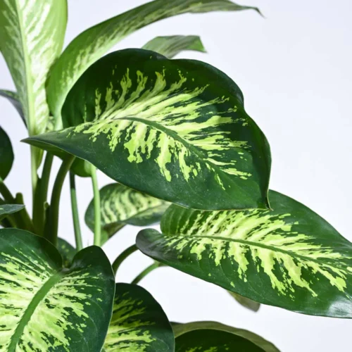 Dieffenbachia Tropic Snow Plant