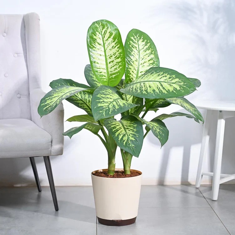 Dieffenbachia Tropic Snow Plant