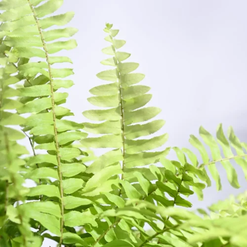 Golden Fern Plant