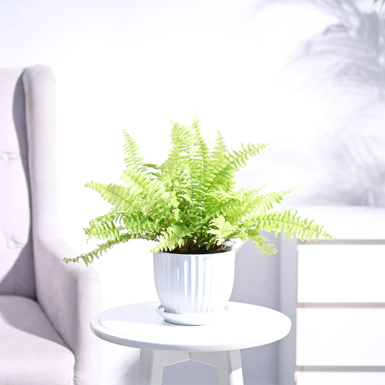 Golden Fern Plant