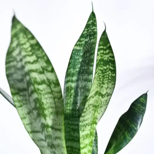 Sansevieria Superba Green Snake Plant