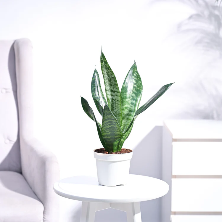 Sansevieria Superba Green Snake Plant