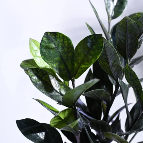 Zamia ZZ Black Plant