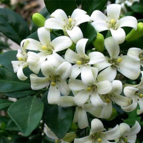 Madhu Kamini(Chinese Box) Flower Plant