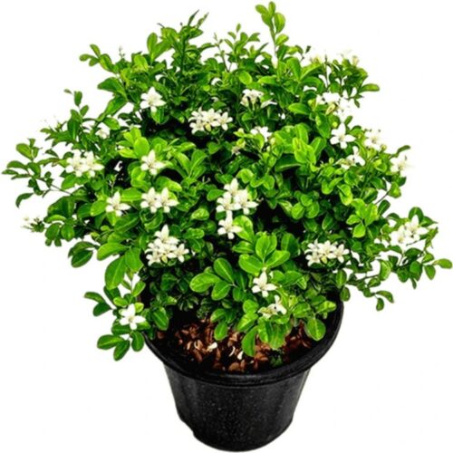 Madhu Kamini(Chinese Box) Flower Plant