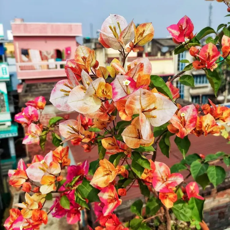 Golden Rao Bougainvillea Flower Plant