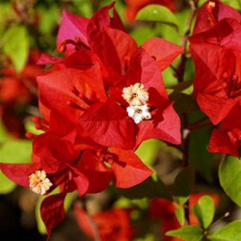 Red Tanglong Bougainvillea Flower Plant