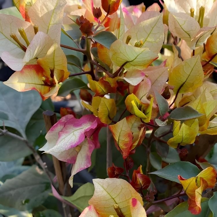 7 Star Bougainvillea Flower Plant