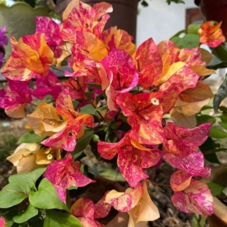 Adarna Bougainvillea Flower Plant