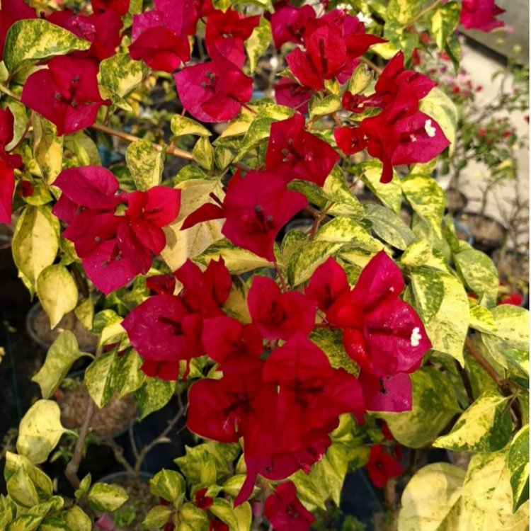 Angel Kiss Bougainvillea Flower Plant