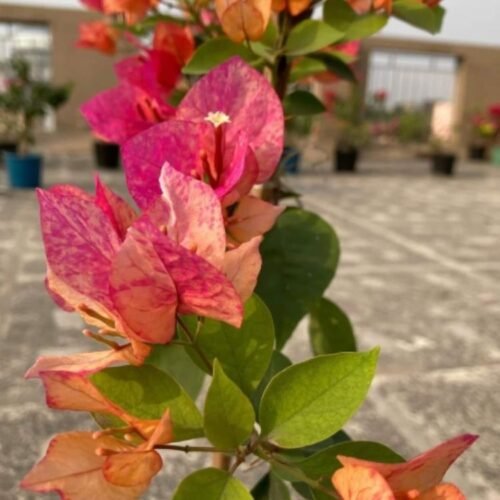 Arjuna Bougainvillea Flower Plant