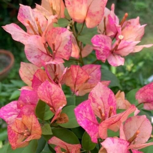 Aruna Bougainvillea Flower Plant