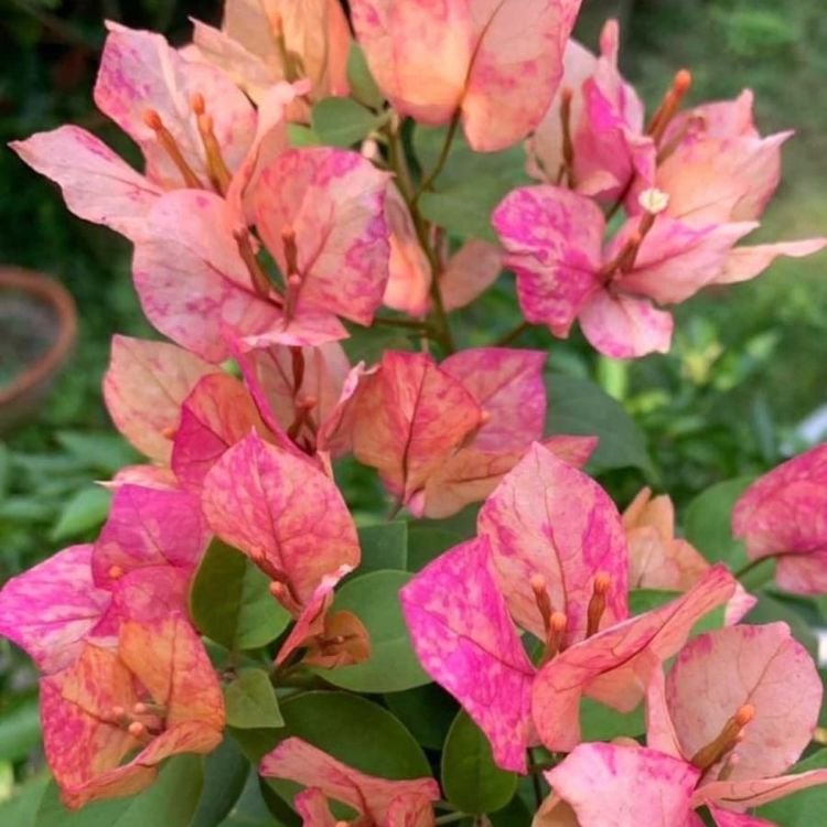 Aruna Bougainvillea Flower Plant