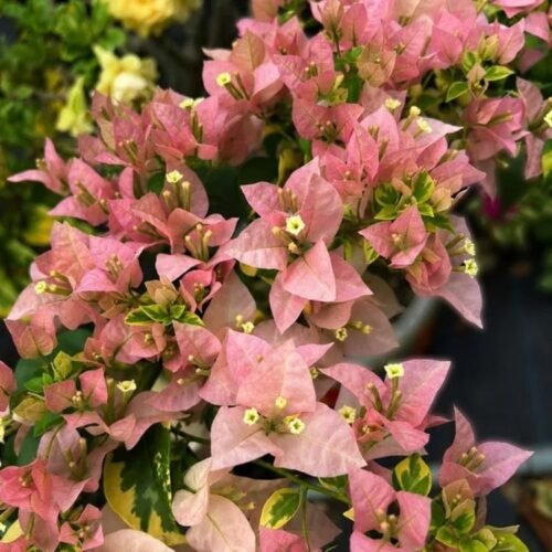 B Gojes Bougainvillea Flower Plant