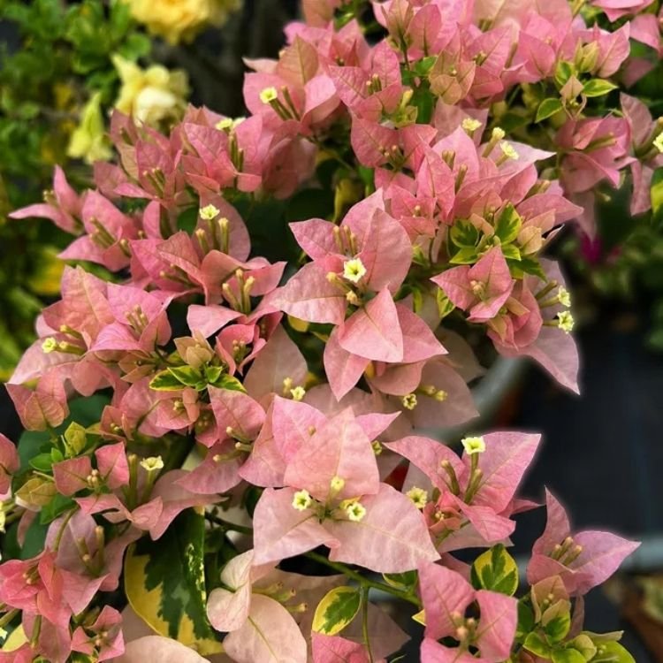 B Gojes Bougainvillea Flower Plant