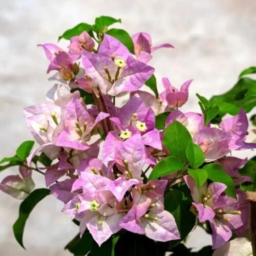 Begum Sikandar Bougainvillea Flower Plant