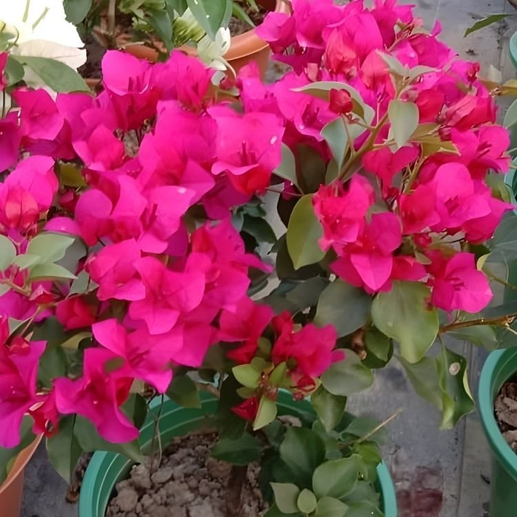 Bishaka Bougainvillea Flower Plant