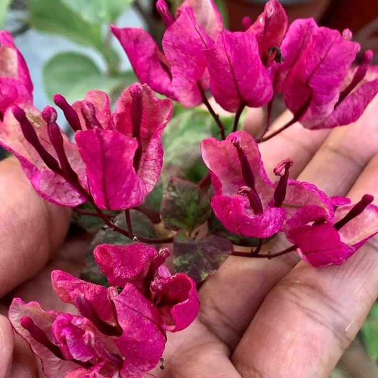 Black Maria Bougainvillea Flower Plant