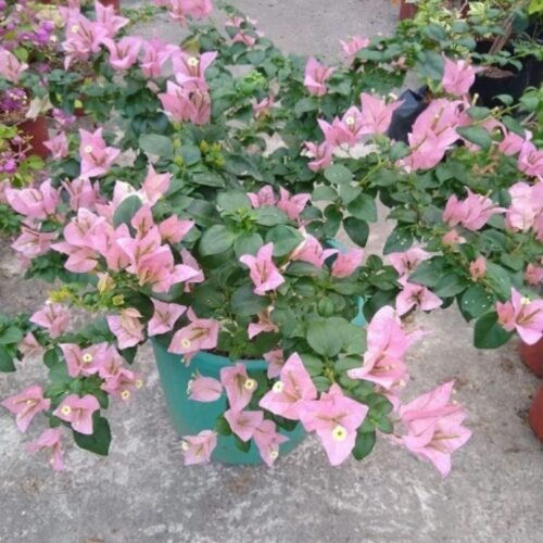 Brizza Glosy Bougainvillea Flower Plant