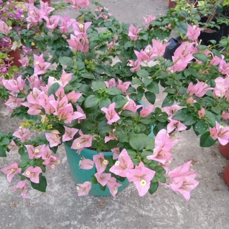 Brizza Glosy Bougainvillea Flower Plant