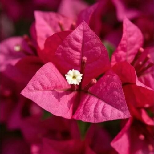 Brizza Magenta Bougainvillea Flower Plant