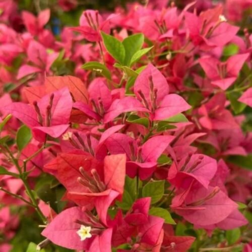 Brizza Peach Bougainvillea Flower Plant