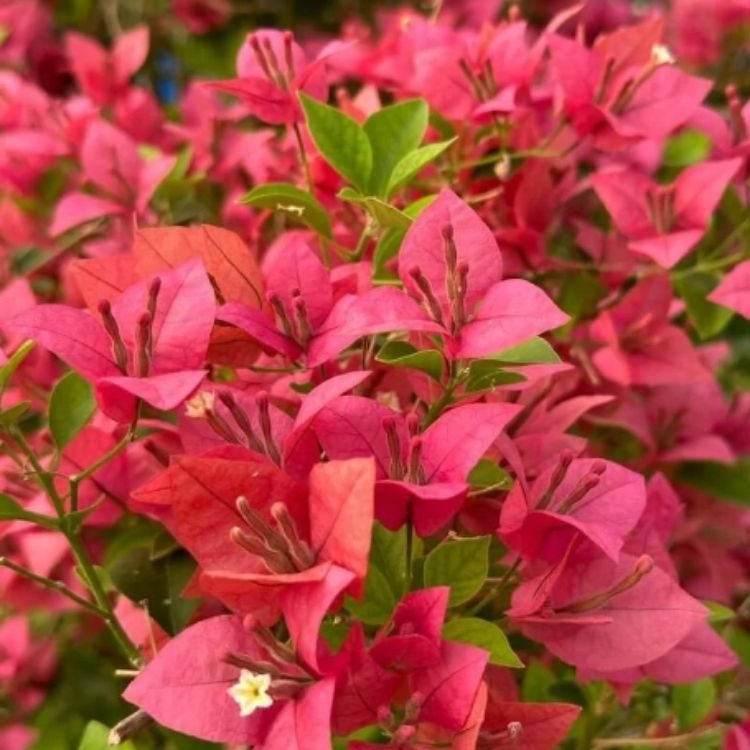 Brizza Peach Bougainvillea Flower Plant