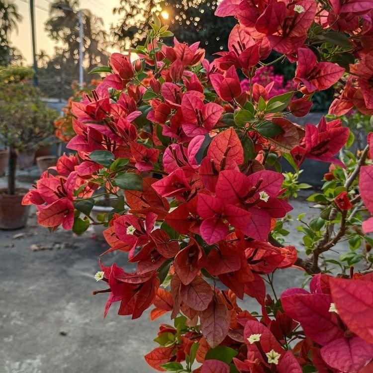 Brizza Red Bougainvillea Flower Plant