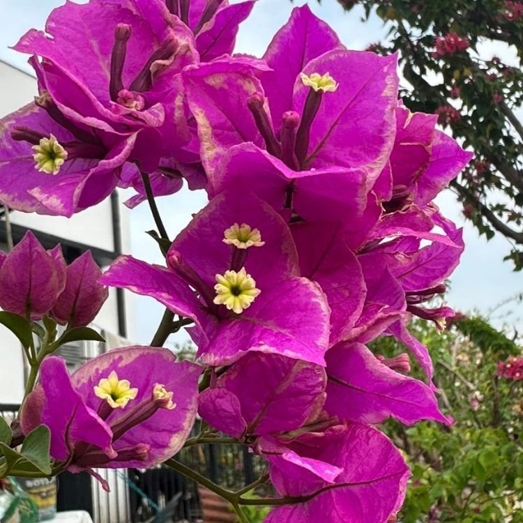 Butter Cup Bougainvillea Flower Plant