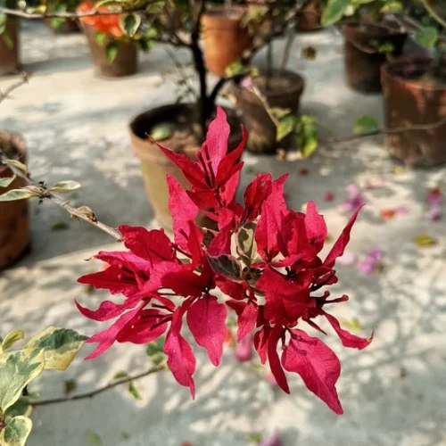 Butterfly Red Bougainvillea Flower Plant