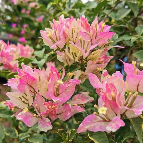 Butterfly Splash Bougainvillea Flower Plant