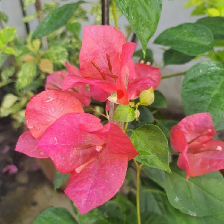Cendai Orange Bougainvillea Flower Plant