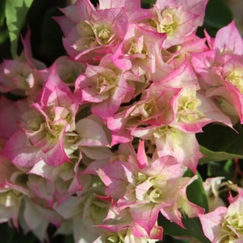 Pink Mahara Bougainvillea Flower Plant