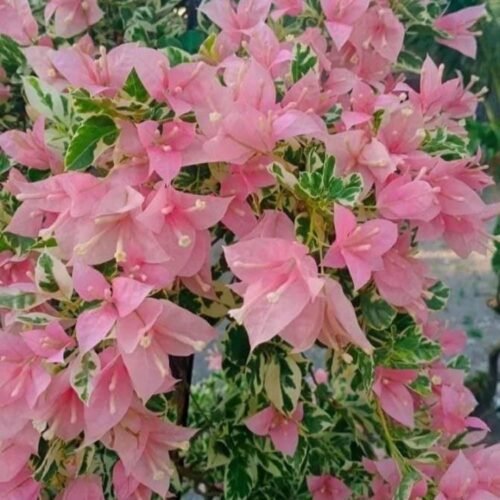 Pink Patch Bougainvillea Flower Plant
