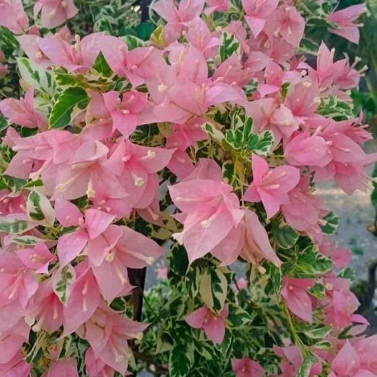 Pink Patch Bougainvillea Flower Plant Pink Patch Bougainvillea Flower Plant