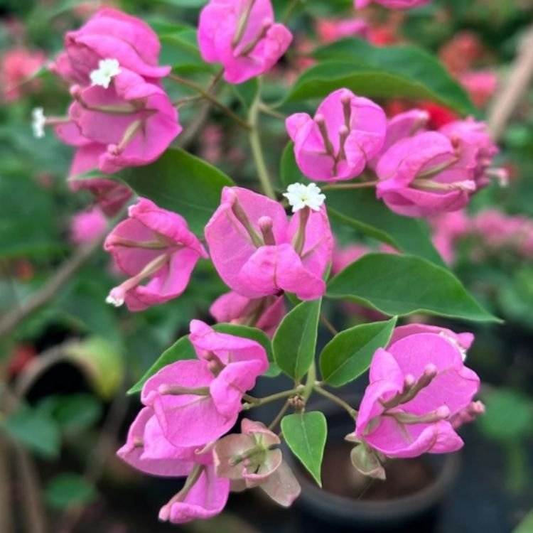 Pink Tanglong Bougainvillea Flower Plant Pink Tanglong Bougainvillea Flower Plant