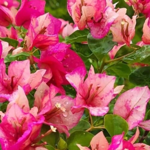 Red September Bougainvillea Flower Plant