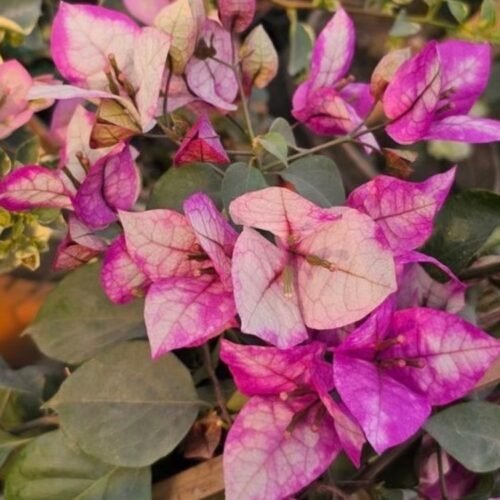Red Wajid Ali Bougainvillea Flower Plant