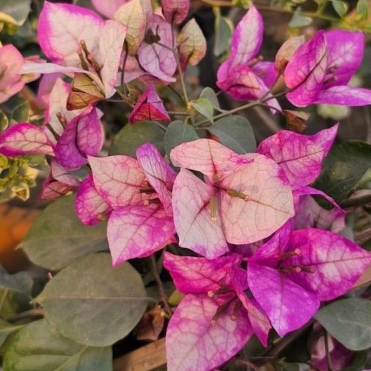 Red Wajid Ali Bougainvillea Flower Plant 200 Red Wajid Ali Bougainvillea Flower Plant