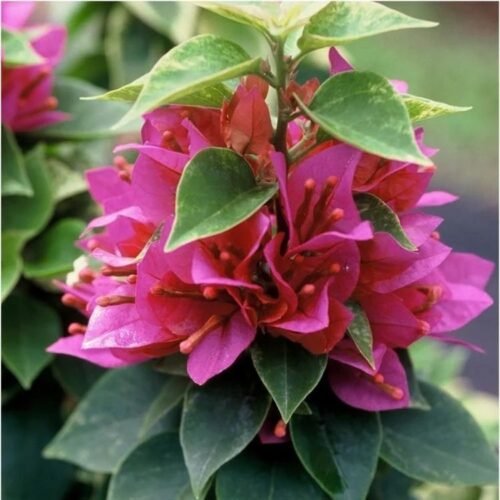 Register Pink Bougainvillea Flower Plant